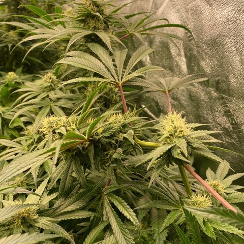 Autopot  growlog timeline photo