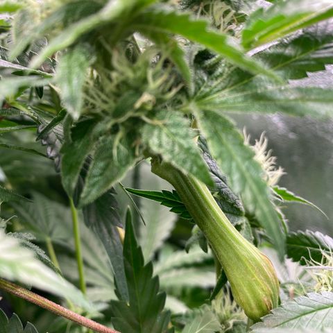 Autopot  growlog timeline photo