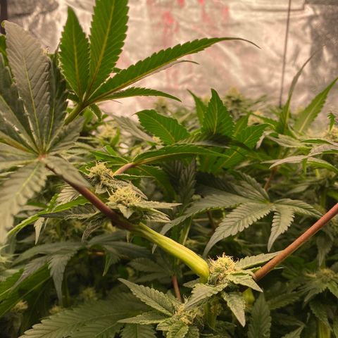 Autopot  growlog timeline photo