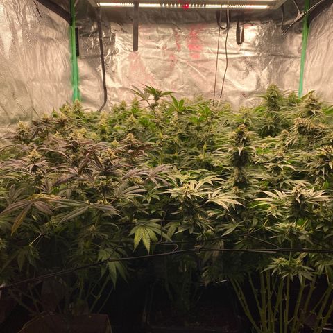 Autopot  growlog timeline photo