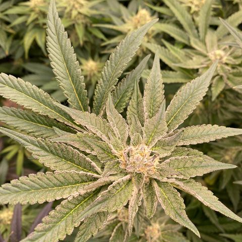 Autopot  growlog timeline photo