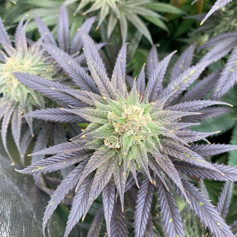 Autopot  growlog timeline photo