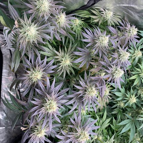 Autopot  growlog timeline photo