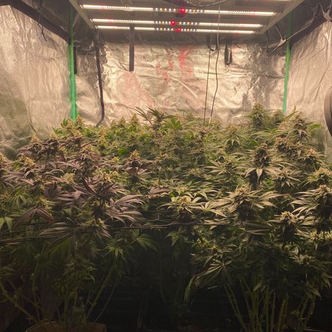 Autopot  growlog timeline photo