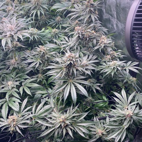 Autopot  growlog timeline photo