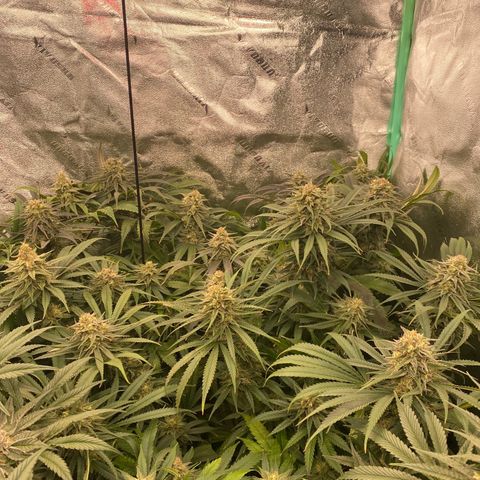 Autopot  growlog timeline photo