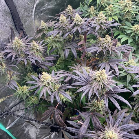 Autopot  growlog timeline photo