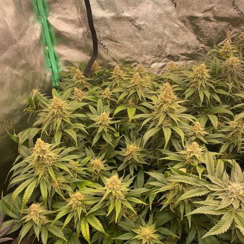 Autopot  growlog timeline photo