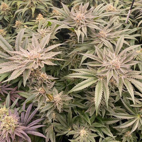 Autopot  growlog timeline photo