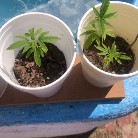 Material Regular Pre growlog timeline photo