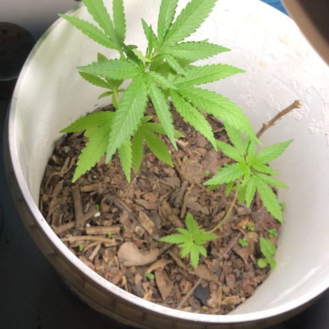 Material Regular Pre growlog timeline photo
