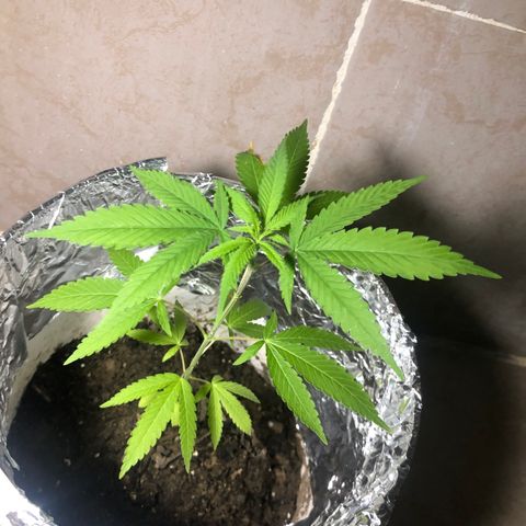 Material Regular Pre growlog timeline photo