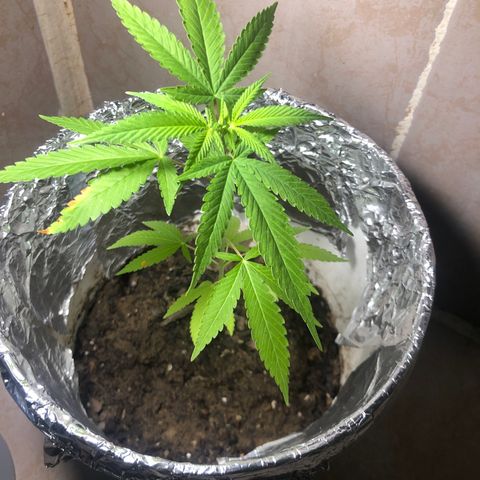 Material Regular Pre growlog timeline photo