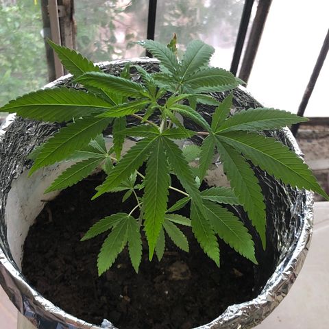 Material Regular Pre growlog timeline photo