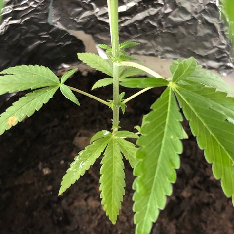 Material Regular Pre growlog timeline photo