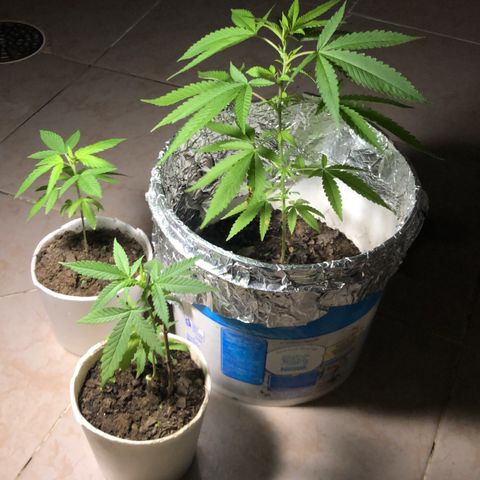 Material Regular Pre growlog timeline photo