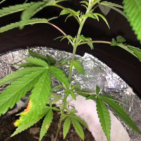 Material Regular Pre growlog timeline photo