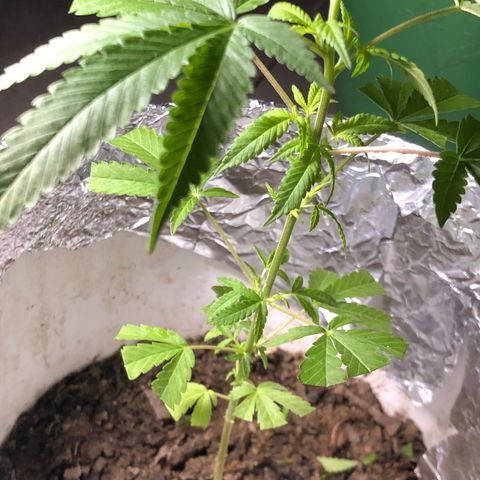 Material Regular Pre growlog timeline photo