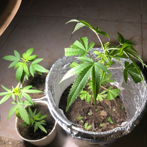 Material Regular Pre growlog timeline photo