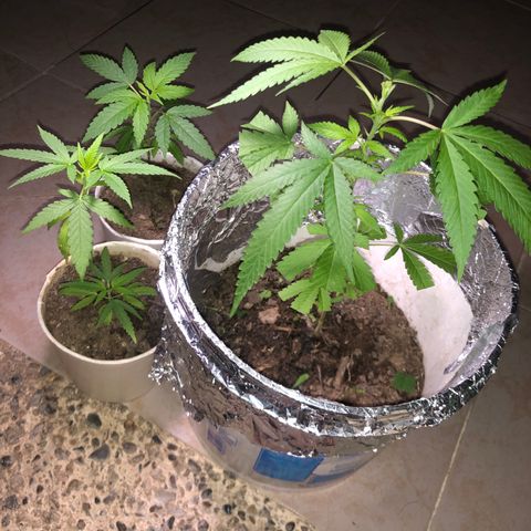 Material Regular Pre growlog timeline photo