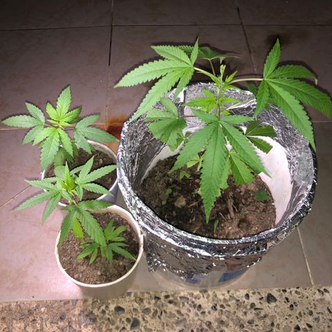 Material Regular Pre growlog timeline photo