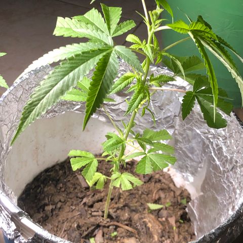 Material Regular Pre growlog timeline photo