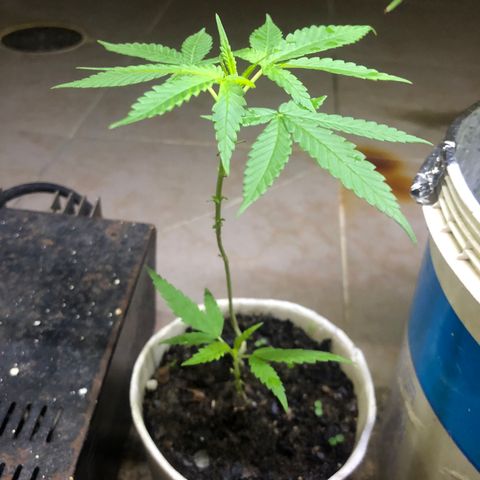 Material Regular Pre growlog timeline photo