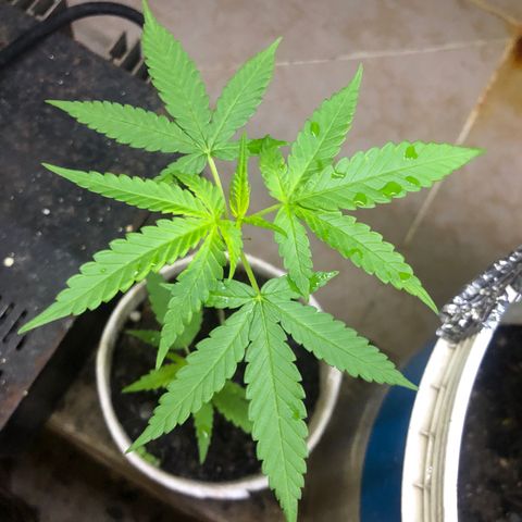Material Regular Pre growlog timeline photo