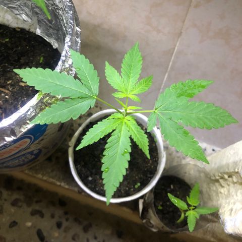 Material Regular Pre growlog timeline photo