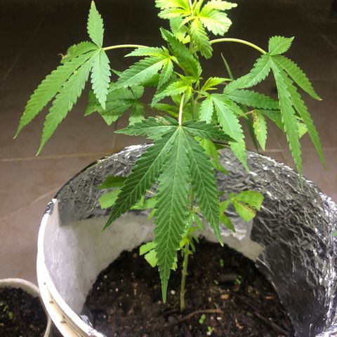 Material Regular Pre growlog timeline photo