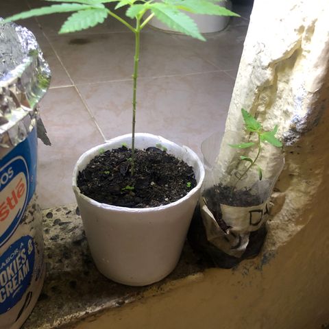 Material Regular Pre growlog timeline photo