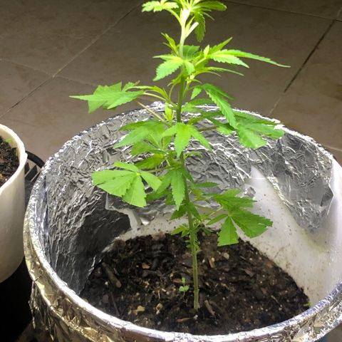 Material Regular Pre growlog timeline photo