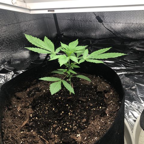 Blue growlog timeline photo