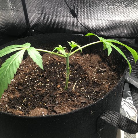 Blue growlog photo: Post topping