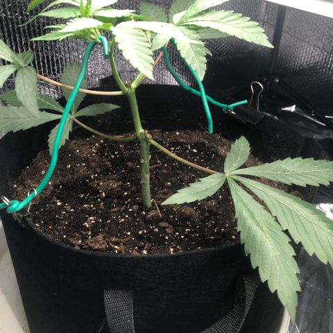 Blue growlog photo: Fucked up and broke a main branch. Continuing with mainlineing anyway on the other side. Several days after 2nd topping 