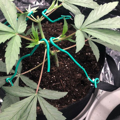 Blue growlog timeline photo