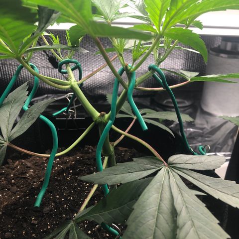 Blue growlog photo: 3rd and final topping. Actually fourth because broke one main branch 