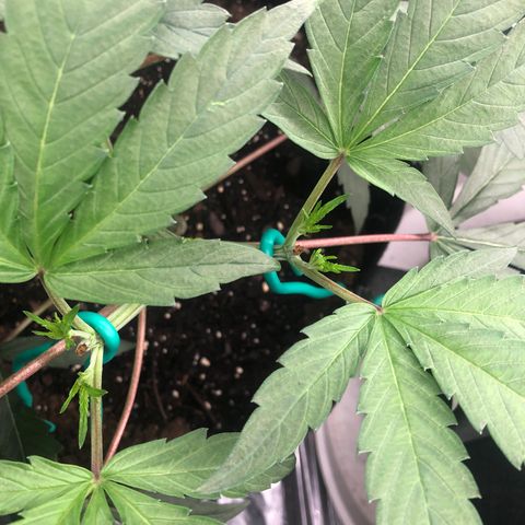 Blue growlog timeline photo