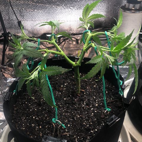 Blue growlog photo: Aggressive defoliation before flowering flip