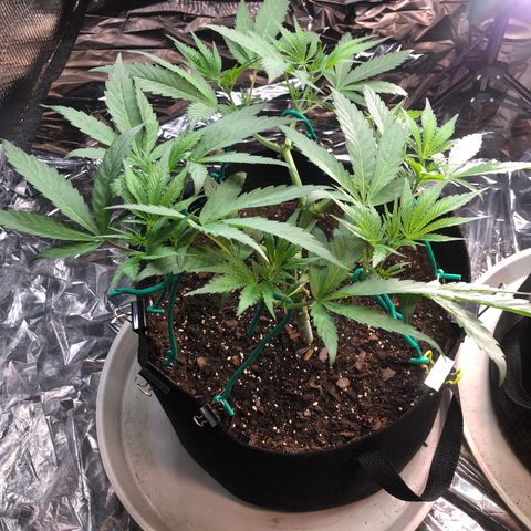 Blue growlog photo: Recovery after a few days. Switching to flower