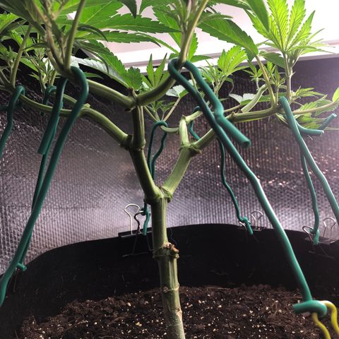 Blue growlog photo: Recovery after a few days. Switching to flower