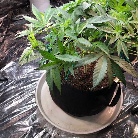 Blue growlog timeline photo