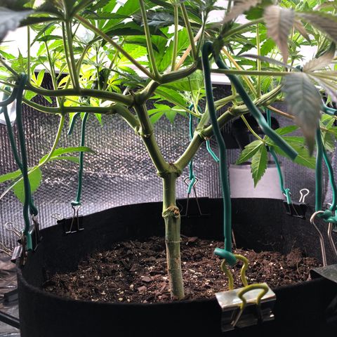Blue growlog timeline photo