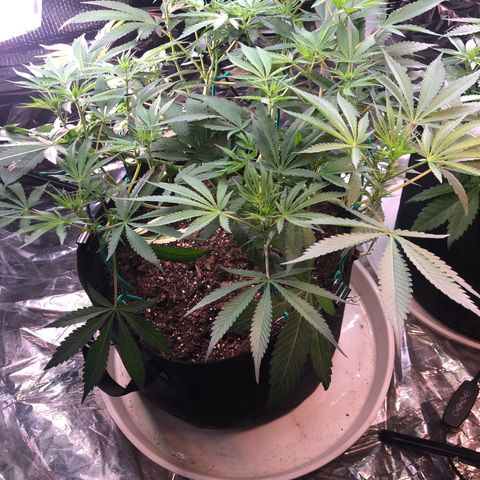 Blue growlog photo: First hairs starting to show. Planning to defoliate next week 