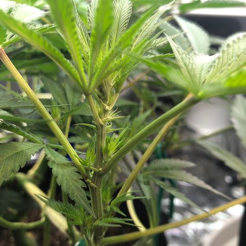 Blue growlog photo: First hairs starting to show. Planning to defoliate next week 