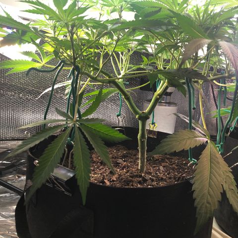 Blue growlog photo: First hairs starting to show. Planning to defoliate next week 