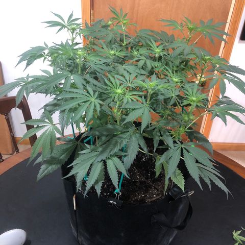 Blue growlog photo: Before and after defoliation 