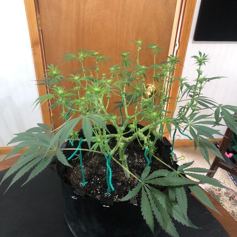 Blue growlog timeline photo