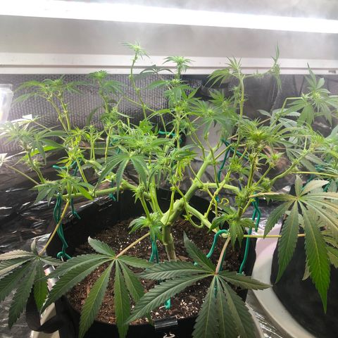 Blue growlog photo: Also some punch and twist 