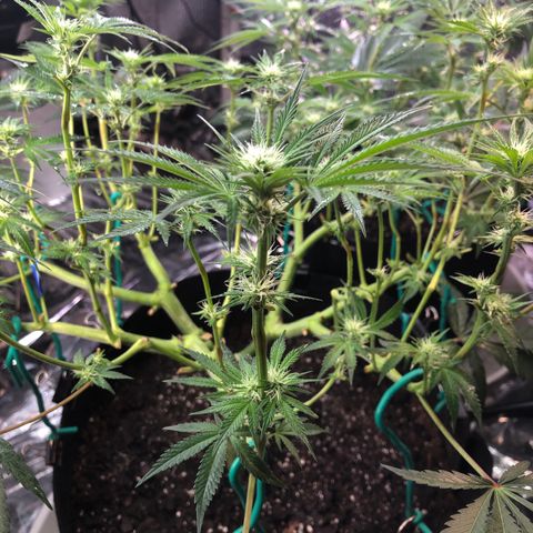 Blue growlog photo: Added a scoop of bad guano today 